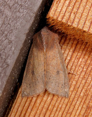Orthosia transparens