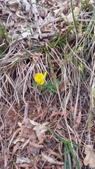 Chamaecytisus wulfii