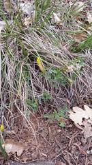 Chamaecytisus wulfii