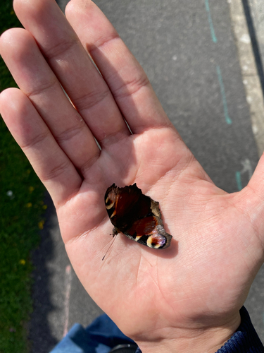 European Peacock Butterfly