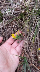 Chamaecytisus wulfii