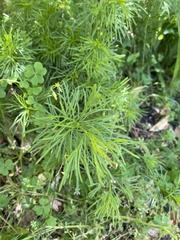 Coreopsis verticillata