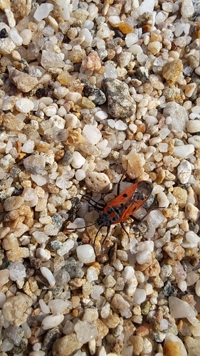 Cretan Seed Bug