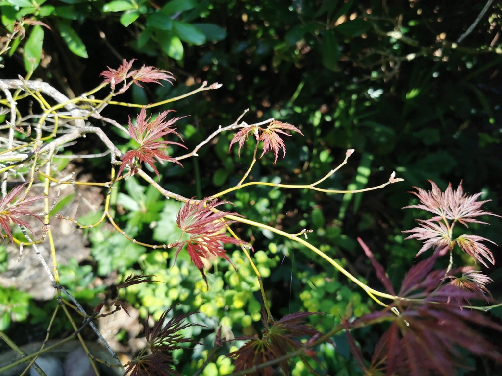 1 Maple Road Bournemouth