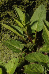 Scrophularia auriculata