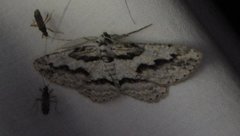 Iridopsis pergracilis