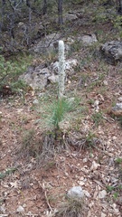 Asphodeline taurica