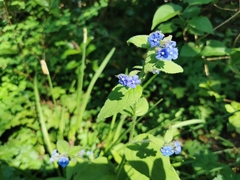 Pentaglottis sempervirens