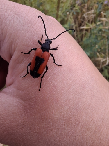 heart longhorn beetle