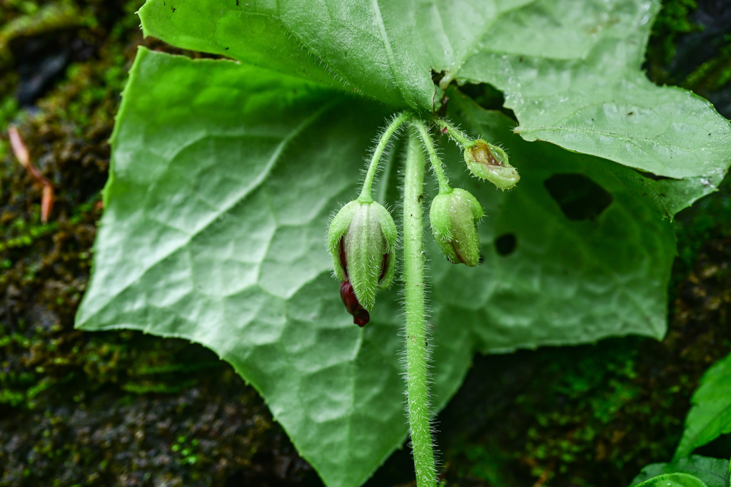Dysosma villosa