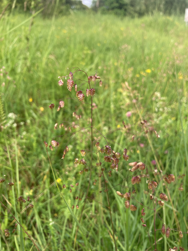 Quaking-grass