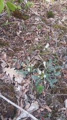 Astragalus rupifragus