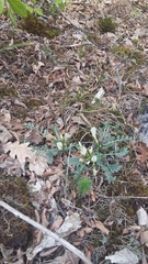 Astragalus rupifragus