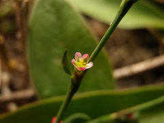 Polygonum bellardii
