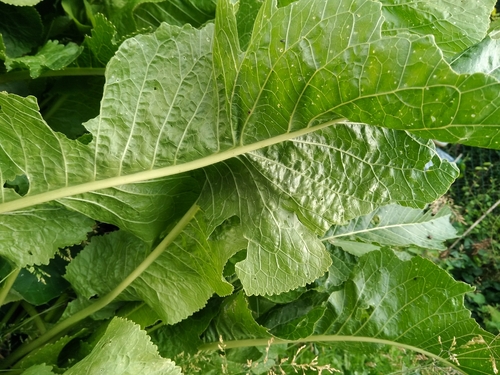 Horseradish
