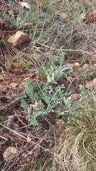 Astragalus rupifragus