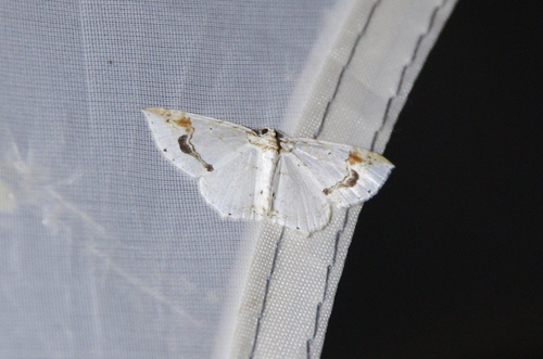 Asthena undulata