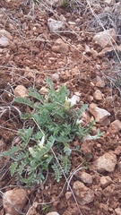 Astragalus rupifragus