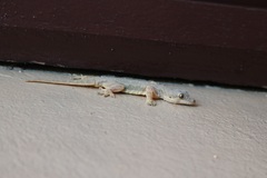 Hemidactylus platyurus