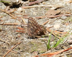 Callophrys niphon