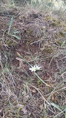 Ornithogalum fimbriatum