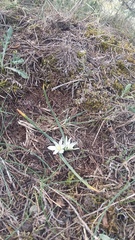 Ornithogalum fimbriatum