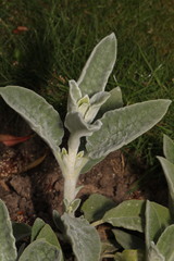 Stachys byzantina