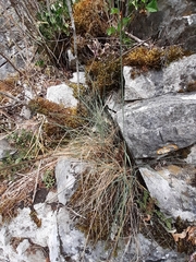 Festuca pallens