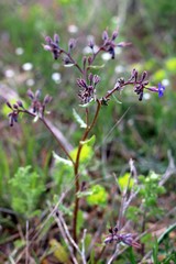Anchusa stylosa