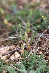 Cerastium perfoliatum