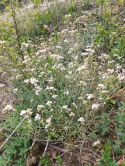 Arabidopsis arenosa