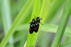 Callitettix versicolor