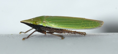 Draeculacephala bradleyi
