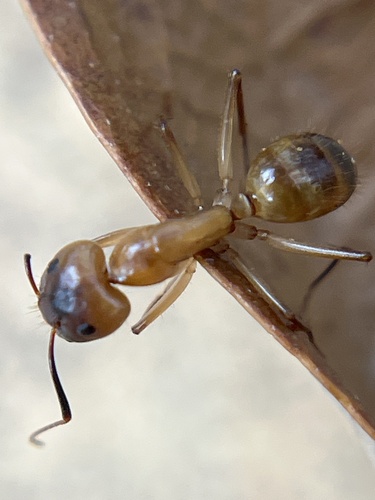 Camponotus festinatus