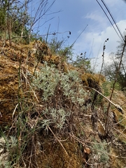 Artemisia alba