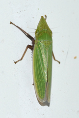 Draeculacephala bradleyi