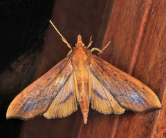 Anarmodia nebulosalis