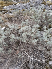 Artemisia alba