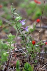 Vicia peregrina