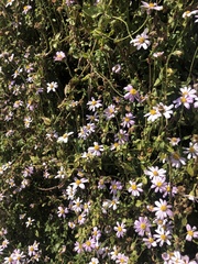 Senecio arenarius