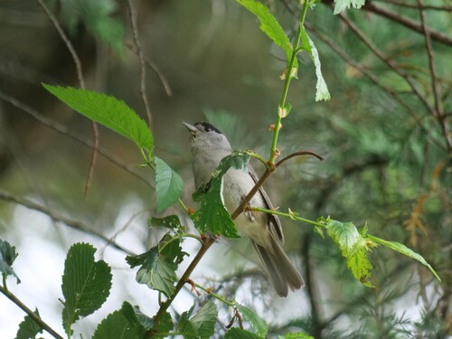 Eurasian Blackcap