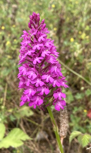pyramidal orchid