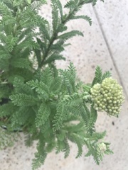 Achillea filipendulina