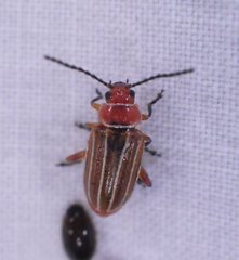 Disonycha conjugata