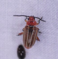 Disonycha conjugata