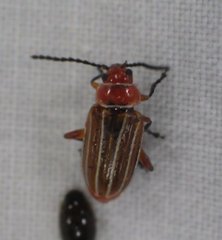 Disonycha conjugata