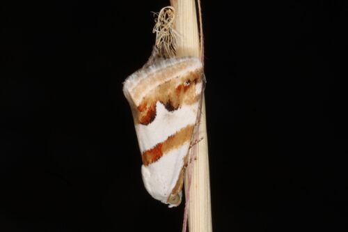 Eublemma candidana