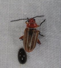 Disonycha conjugata