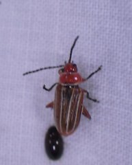 Disonycha conjugata