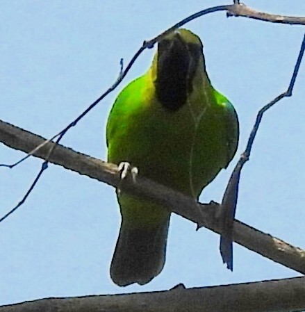 Jerdon's Leafbird (Chloropsis jerdoni), photo 8